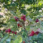 Kakia * Vrana