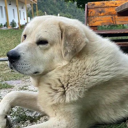 Гостевой дом Kakia *