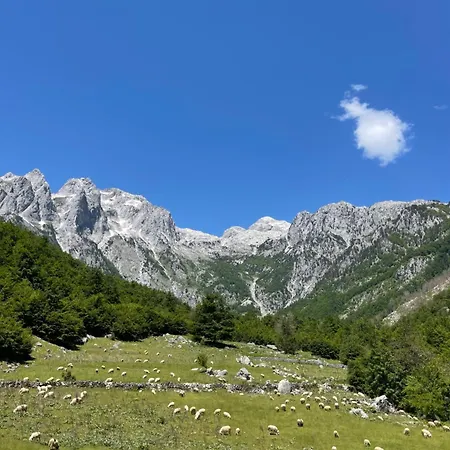 Kakia *