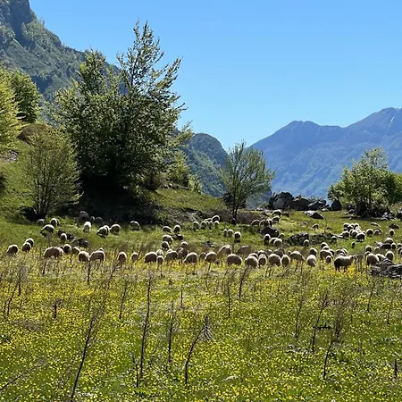 Kakia * Vrana